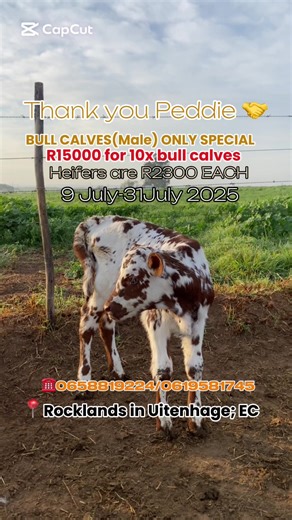 Understanding Farm Life and Calf Rearing Techniques