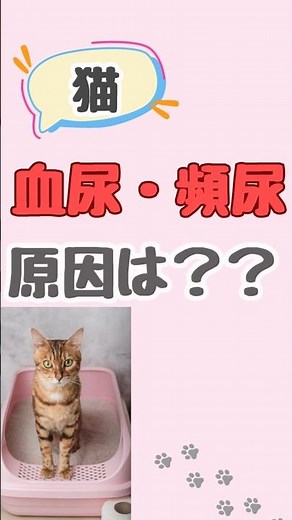 【猫 血尿・頻尿】原因はなに？【獣医師・愛玩動物看護師】