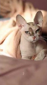 KEDİLER NE ZAMAN EVCİLLEŞTİ ⁉️🤔