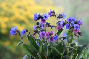 How To Grow Pulmonaria (Lungwort) Flowers - Gardening Channel