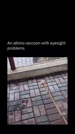 Porcupine Addict🦔 on Instagram: "The white raccoon isn’t just an oddity; it’s a rare example of albinism, a genetic condition that causes a total lack of melanin, the pigment responsible for color in skin, fur, and eyes. Its difficulty finding the food is a direct result of this condition. The lack of pigment in the eyes makes them extremely sensitive to light (photophobia) and often causes poor eyesight. While the other raccoons, which are nocturnal and have excellent night vision, can 