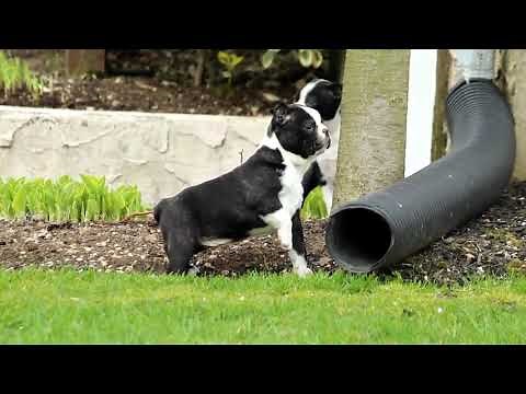 Boston Terrier Puppies For Sale