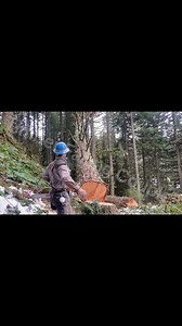 678K views · 3.1K reactions | How to SWING a Tree with a DUTCHMAN | Timber Falling Couple | Facebook