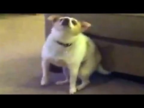 EPIC!! Dog Shakes Ass to Eminem Song 'Shake That' Video