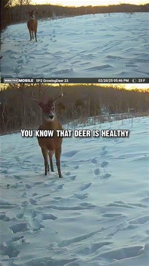 Shed Hunting Cheat Code