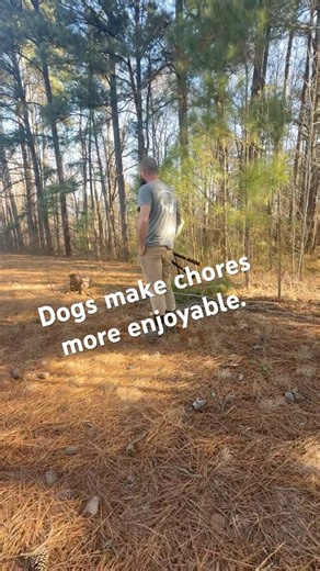 Yard work with Nessie #homestead #farm #cleanup #landreclamation #landrestoration