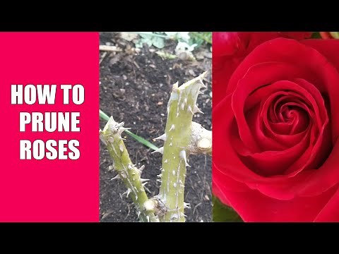 How to Prune Roses