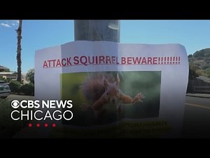 Vicious squirrel attacks 2 people in California
