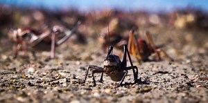 Mormon crickets invade Nevada
