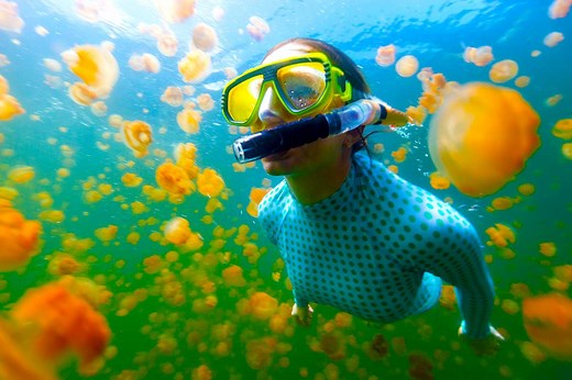 Swim with millions of harmless jellyfish in Palau's marine lake (video)