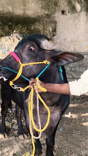 Erragadda buffalo market