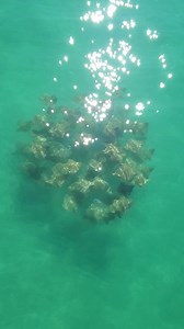 🌊✨A group of stingrays is called a fever and viewer Ashley Alverson captured this fever of Cownose Rays at Pensacola Beach! Submit➡️weartv.com/chimein | WEAR ABC 3 News, Pensacola