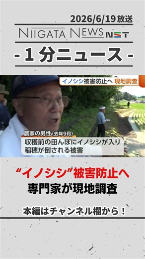 【イノシシ】被害防止へ専門家が現地調査 #イノシシ #長岡市 #新潟