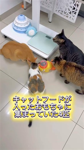 キャットフードが入ったおもちゃに集まっていた 4匹。Four cats were gathered around a toy filled with cat food.#cat#kucing #ねこ