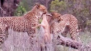 2 Cheetahs Kill Impala Lamb Right Next to Road