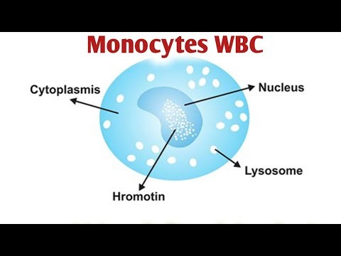 Monocytes blood test