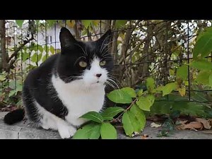 Hauskatze Schwarz Weiße Straßen Haus Katze im Laub aus der Mauer vorm Zaun