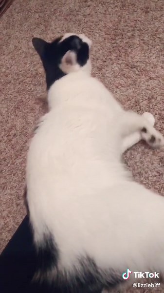 just an average night with this bozo #catsoftiktok #fyp #foryoupage