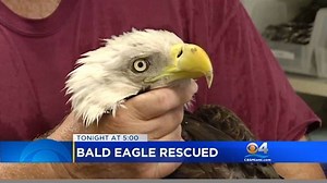 24K views · 72 reactions | Coming up at 5 p.m. Fiery Crash: Who’s in trouble with police? Bald Eagle Rescued: Inside the road to recovery! Fins On 4: What’s ahead for the Miami Dolphins after their 4th straight win? | CBS Miami | Facebook