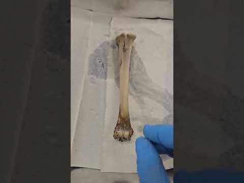 Turkey Bone Dissection 1st video 2025