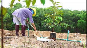 A Thai farmer prepares fertilizer and durian seedlings for planting in the ground in his durian garden. Concept of agricultural industry and natural agriculture. UHD 4K Video