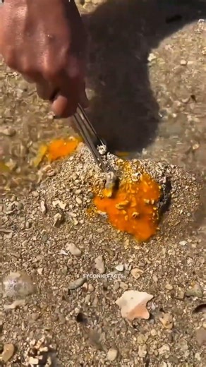 Octopus Can Be Caught With The Help Of Eggs. #shortvideo
