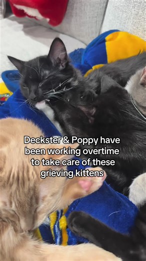 Isn’t it just amazing perfectly timed Poppy and Deckster’s entrances into our lives were? Poppy came right before we took on Red’s litter. She was here to care for and nurse Red back to health. And then Deckster shows up right after Harvey and the kittens came. It’s like he knew that we were about to go through so much and needed some extra assistance. I’m so amazed by these two ❤️❤️ #cat #cats #kitten #catsoftiktok #kitty