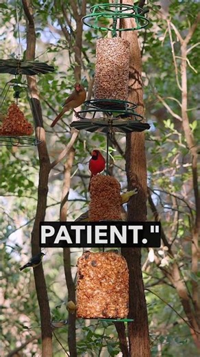 A birdie buffet! #birdfeeder #mrbird #feedthebirds #birds
