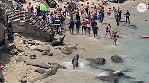 Beachgoers run from sea lions at beach in San Diego, California