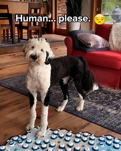 I love Bunny, omg!!! (instagram.com/whataboutbunny/) | SOML