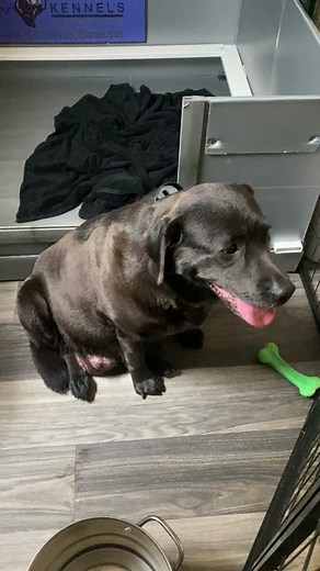 First Stage of Labor: Waiting for Puppy Arrival