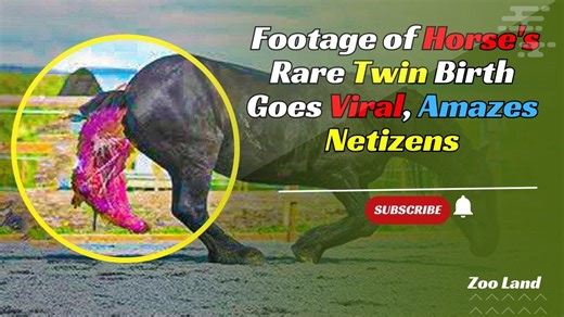 4 Days After Giving Birth to Rare Twins, This Horse’s Babies Go Viral