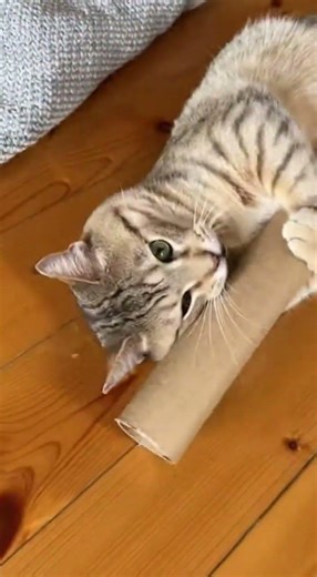 Cat eats too much Nip and goes wild instantly #catnip #funnycats #petvideos