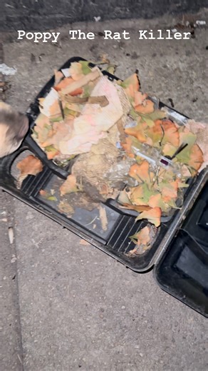 @poppy_the_rat_killer on Instagram: "After the rats eat all the poison that’s in the box, they build a nest in the box. The next video will show the juvenile rat getting caught coming out the box. . . . #brooklyn #williamsburgbrooklyn #nyc #poppytheratkiller #americanbullytricolor #ratpacknyc #americanbully #poppytheratkilla #sankofatafari #sankofatafarinyc #ratbait #rat #ratkiller #ratkillers #preydrive #preydriveactivated #preydriven"