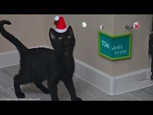 Tom missed me and wanted to play...