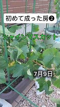 シャインマスカット🍇もう1つの房もチェック！鉢植えの成長は順調？【2026年7月9日】