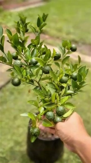 baja khas pokok limau ni sesuai untuk penjagaan pokok limau pasu atau di kebun. di gunakan ikut rutin biasa tanaman buah. sesuai untuk yang nak urus pokok limau dengan lebih teratur. #creatorsearchinsight #plantcare #gardening101 #plantlover #bajakhaslimau