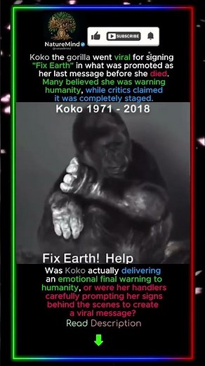 The truth about Koko the Gorilla's final speech! 🦍💬 #naturemind