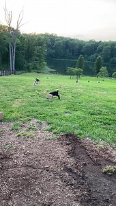 104 reactions · 11 shares | Time to hide the wine:) Goat & Bunny...