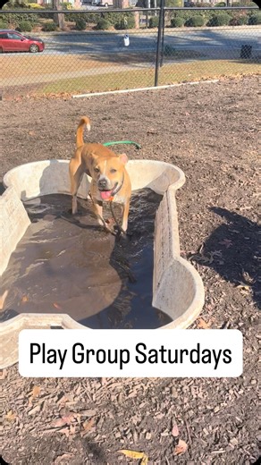 Happy Saturday! If you’re a dog at DeKalb County Animal Services, then Saturdays mean one thing and one thing only: PLAY GROUP! Every Saturday morning and Wednesday afternoon, volunteers get here bright and early to let groups of dogs romp around in the yards together. It takes a lot of logistics, hard work, and coordination, but the dogs benefit so much. Any guesses how many dogs they get out to play on an average Saturday morning? Check the comments for the answer! To learn more about voluntee