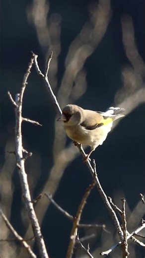 European Goldfinch at Sattal, Uttarakhand | Colorful Visitor