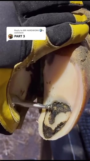 The Art of Cow Hoofing Explained