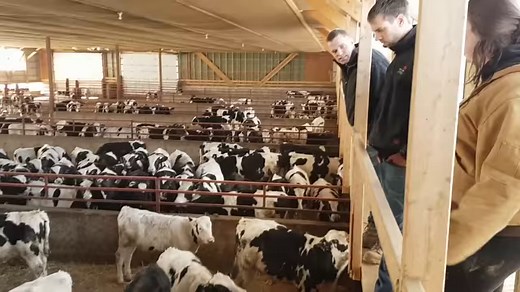 On our tour this week, we visit two farms to find out how veal is raised. It is a controversial topic, with most imagining dark barns and tight spaces. As we find out from Aaron, Tom & Paul, the real deal is quite different. You can always see more veal farms at http://www.farmfood360.ca/#veal-tile or learn about veal in Ontario at http://ontariovealappeal.ca/ | Fresh Air Farmer - Andrew Campbell