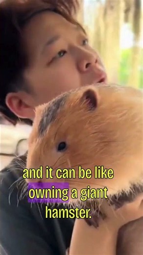 These giant rats can now be your pet… #animals #bamboorat