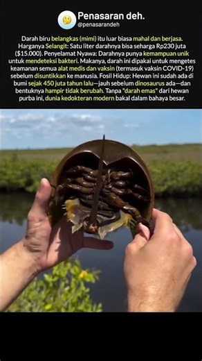 Darah Biru Seharga 230 Juta! Rahasia Hewan Purba yang Selamatkan Nyawa Anda!