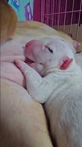 행복을 주는 강아지 / 幸せを運ぶ子犬 #KoreaPuppies #JapanDogs