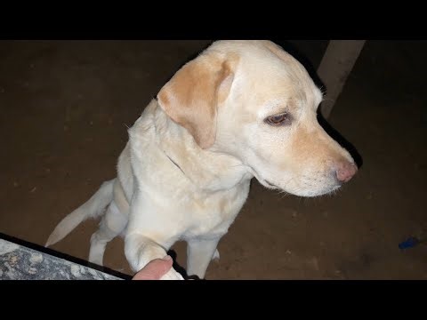 Night Guard Labrador: Protecting the Family