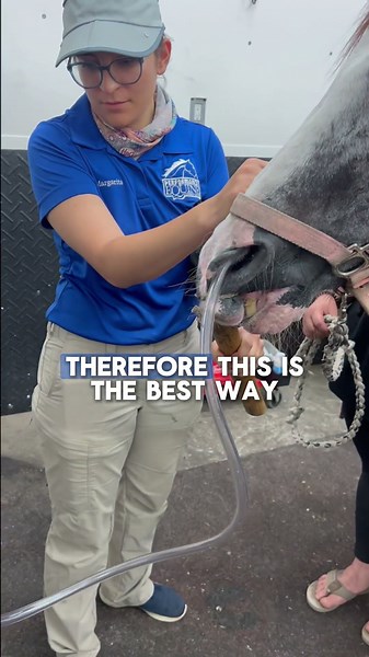 Why Horses Can’t Vomit | Gastric Reflux in Colic Cases