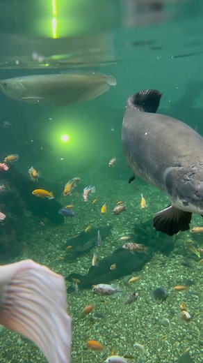 Feeding a Giant Arapaima Ohio Fish Rescue #arapaima #rivermonster #monsterfish #monsterfishkeeper | Greg Wittstock the Pond Guy