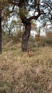 We sat and watched as the Donga male leopard descended a tree from where he had his kill, with a hyena at the base. We could hear growling and hissing coming from the other edge of the drainage. Then, with a burst of energy, the Donga male chased the Lulama female up a tree. This was an incredible moment to witness. 🎥 Joe Van Zyl 📍 Lion Sands Tinga and Narina part of MORE Family Collection #wildlife #wildlifeofafrica #leopard #luxurysafari #morefamilycollection | Lion Sands Game Reserve